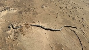 Obwohl viele der Tiere sich zunächst nicht bewegen, könnten einige der giftigen Schlangen noch ...