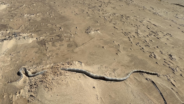 Obwohl viele der Tiere sich zunächst nicht bewegen, könnten einige der giftigen Schlangen noch ...