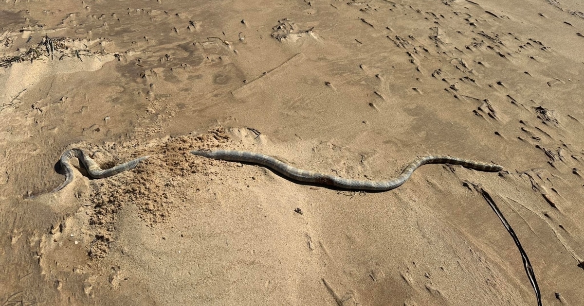 Poisonous Snakes Stranded on Dream Beaches