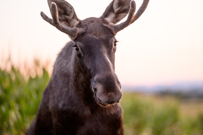 Elch Emil begeisterte Menschen vor Ort und im Netz.