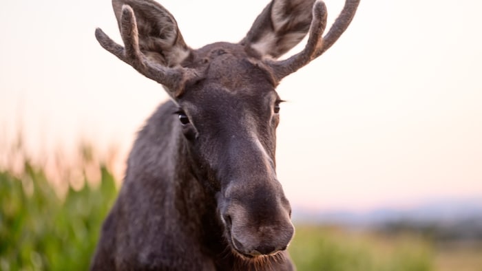 Elch Emil begeisterte Menschen vor Ort und im Netz.