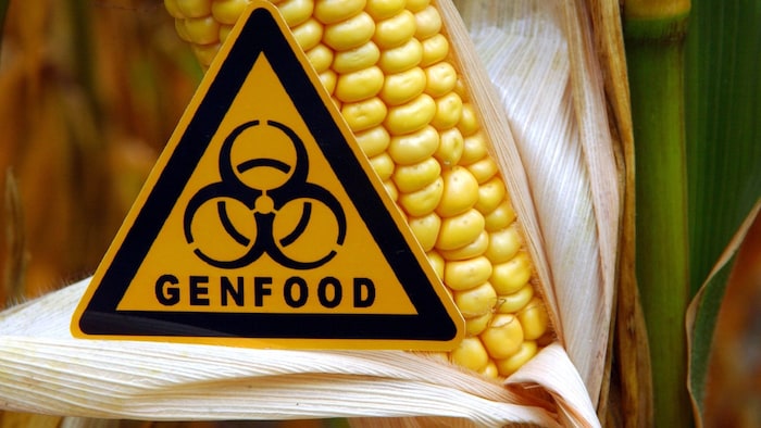 Landwirte erhoffen sich bessere Wettbewerbsfähigkeit. Gentechnisch veränderte Obst- und ...