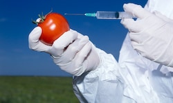 Die Kennzeichnungspflicht für gentechnisch verändertes Obst und Gemüse wird gelockert. 