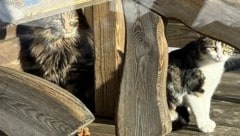 „Molly“ und „Snowy“ konnten von der Spielbergalm gerettet werden.