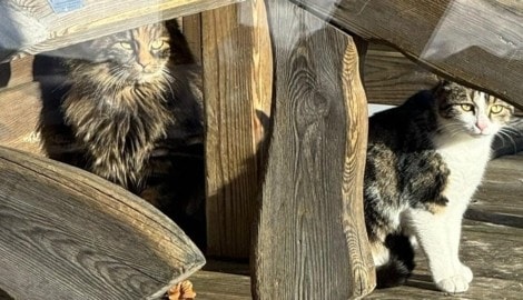 „Molly“ und „Snowy“ konnten von der Spielbergalm gerettet werden.