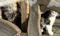 „Molly“ und „Snowy“ konnten von der Spielbergalm gerettet werden.