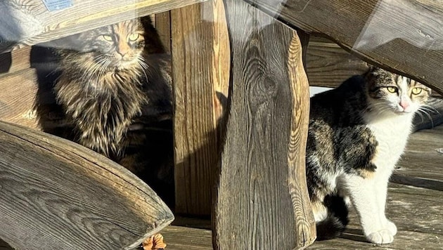 „Molly“ und „Snowy“ konnten von der Spielbergalm gerettet werden.