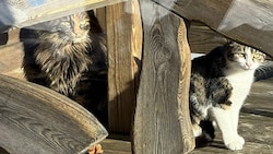 „Molly“ und „Snowy“ konnten von der Spielbergalm gerettet werden.