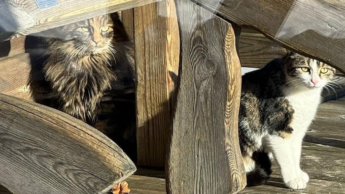 „Molly“ und „Snowy“ konnten von der Spielbergalm gerettet werden.