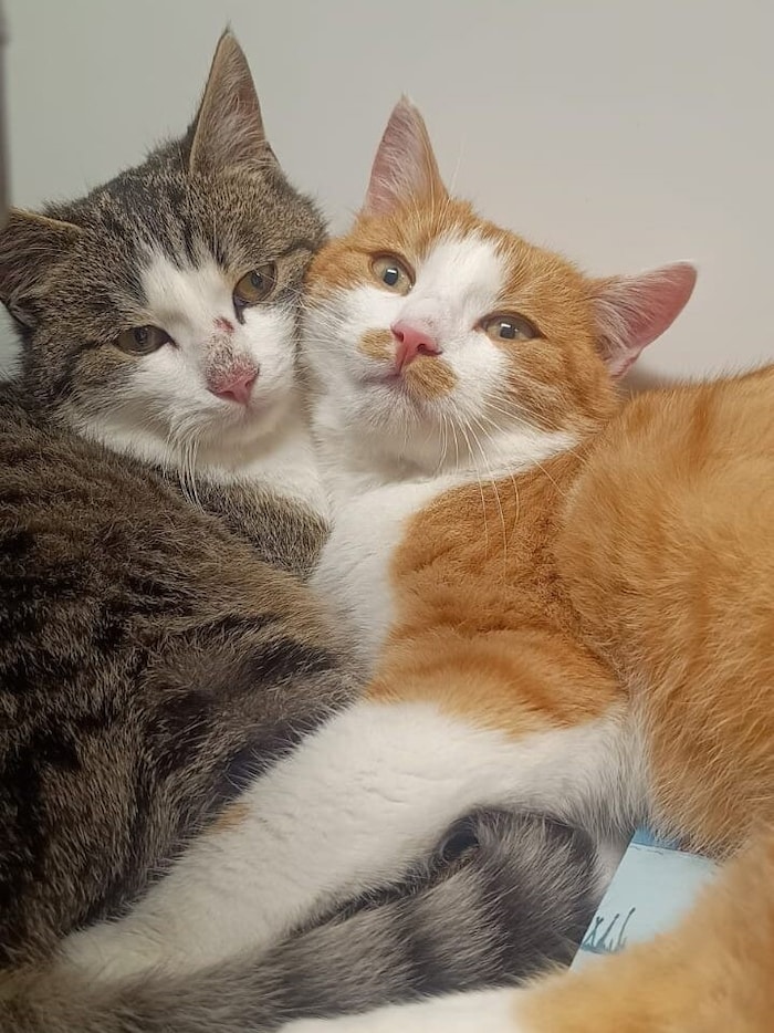 „Flocke“ und „Frosty“ beim Kuscheln in der Pfotenhilfe