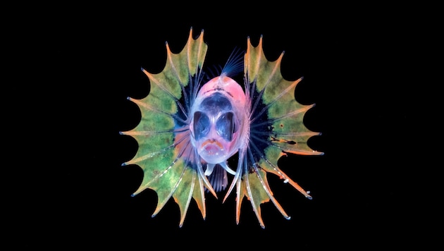 Im unberührten Lebensraum weit unten in der Tiefsee gibt es auch noch unbekannte Arten.