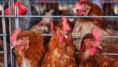 Käfighaltung von Hühnern ist in Österreich längst verboten – das könnte bald für die gesamte EU ...