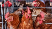 Käfighaltung von Hühnern ist in Österreich längst verboten – das könnte bald für die gesamte EU ...