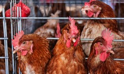 Käfighaltung von Hühnern ist in Österreich längst verboten – das könnte bald für die gesamte EU ...