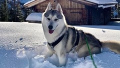 Hund Simba hat bei den Trainerentscheidungen eines Unterhaus-Coaches das Sagen.