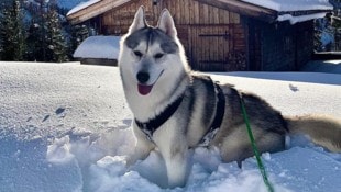 Hund Simba hat bei den Trainerentscheidungen eines Unterhaus-Coaches das Sagen.