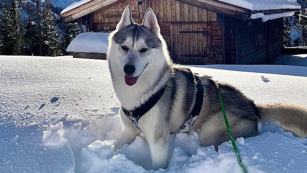 Hund Simba hat bei den Trainerentscheidungen eines Unterhaus-Coaches das Sagen.