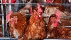 In der EU leben Millionen Hühner, Schweine, Kaninchen und viele mehr unter miserablen ...