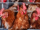 Wollen Sie wissen, woher die Eier in verarbeiteten Lebensmittel stammen?