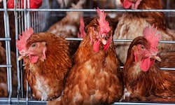 Wollen Sie wissen, woher die Eier in verarbeiteten Lebensmittel stammen?