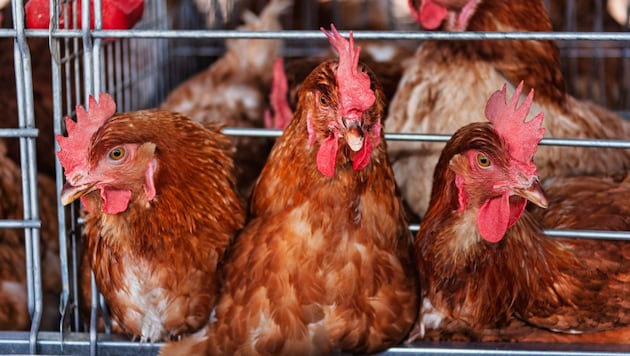 In der EU leben Millionen Hühner, Schweine, Kaninchen und viele mehr unter miserablen ...