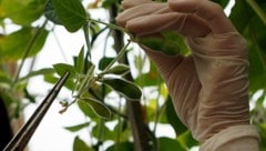 Die Kennzeichnungspflicht von genmanipulierten Lebensmitteln im Handel wackelt.