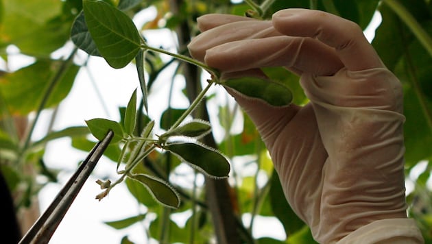 Die Kennzeichnungspflicht von genmanipulierten Lebensmitteln im Handel wackelt.