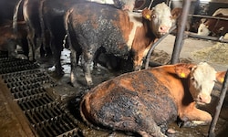 Am Hof der Angeklagten waren Tiere vernachlässigt worden. (Symbolbild)