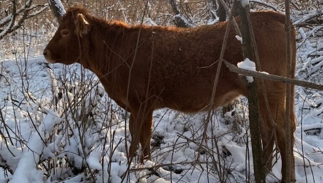 Kuh „Arielle“ genoss ihre Sommerfrische am Seehamer See in Bayern – doch in der kalten ...
