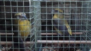 Der Vogelfang wird noch in Teilen des Salzkammergutes praktiziert.