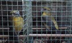 Der Vogelfang wird noch in Teilen des Salzkammergutes praktiziert.