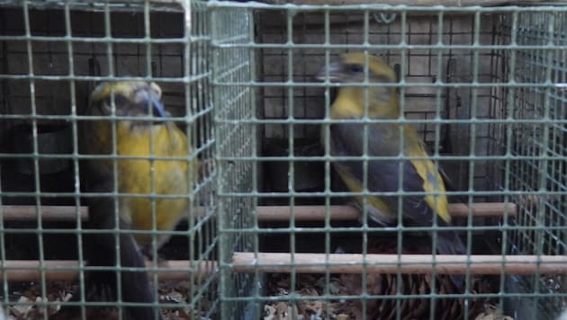 Der Vogelfang wird noch in Teilen des Salzkammergutes praktiziert.