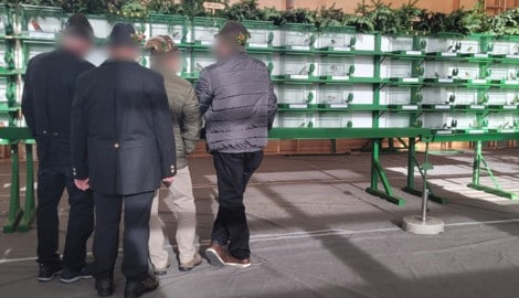 Bei der Verbandsausstellung zum Ende der Fangsaison werden die prächtigsten Stieglitze, Gimpel, ...