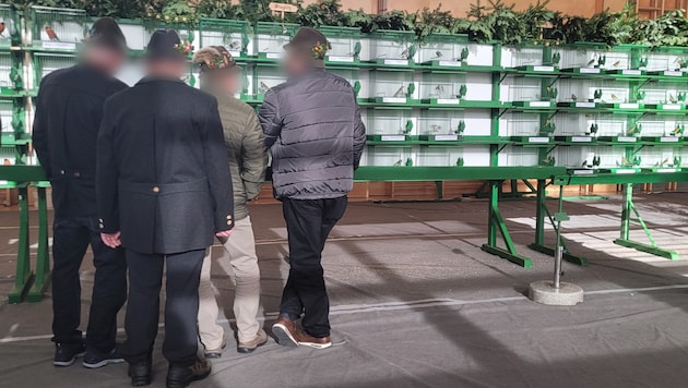 Bei der Verbandsausstellung zum Ende der Fangsaison werden die prächtigsten Stieglitze, Gimpel, ...