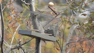 So mancher Stieglitz ging im Herbst in die Falle und sitzt nun bereits seit Monaten „hinter ...