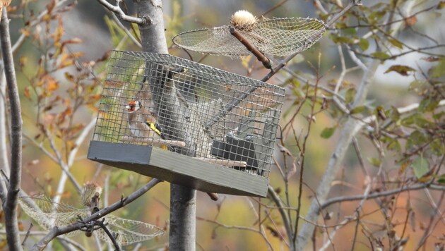 So mancher Stieglitz ging im Herbst in die Falle und sitzt nun bereits seit Monaten „hinter ...