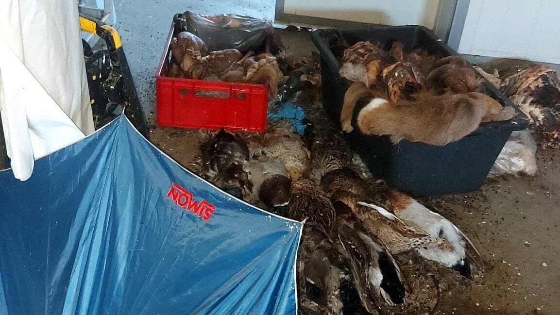 Diese schrecklichen Bilder