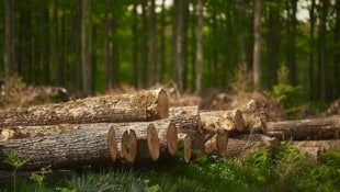 Die österreichische Forstwirtschaft läuft Sturm gegen die neue Verordnung.