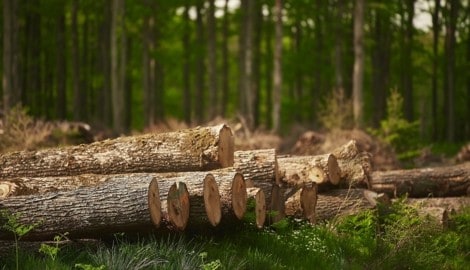 Die österreichische Forstwirtschaft läuft Sturm gegen die neue Verordnung.