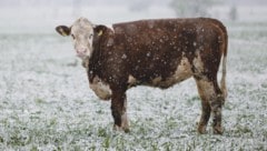 Mehrere Tiere wurden tot aufgefunden. (Symbolbild) 