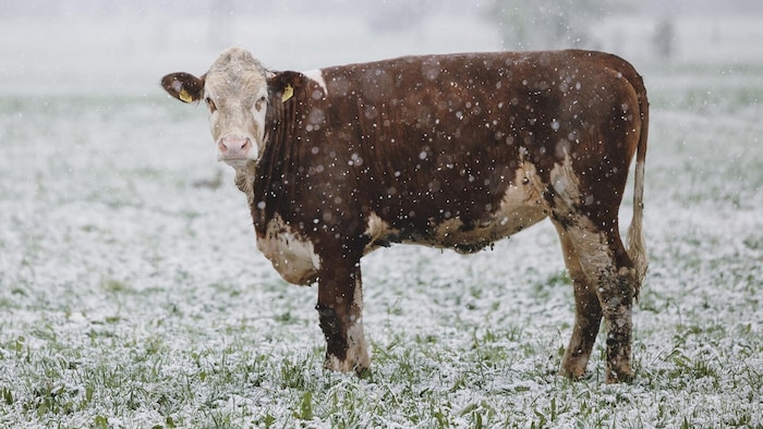 Mehrere Tiere wurden tot aufgefunden. (Symbolbild)