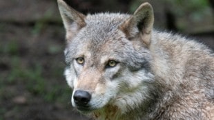 Ein Wolf wurde in Hermagor angefahren. 