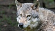 Ein Wolf wurde in Hermagor angefahren. 