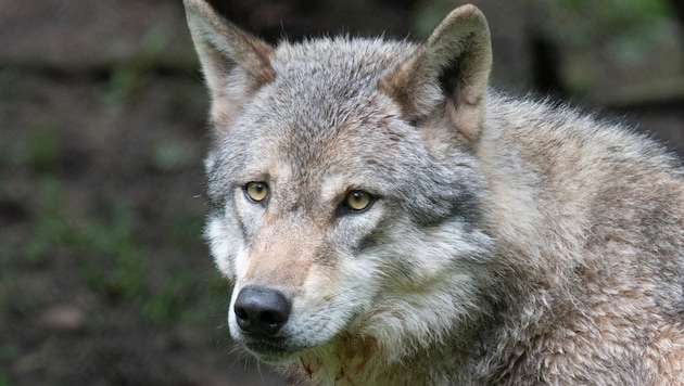 Ein Wolf wurde in Hermagor angefahren.