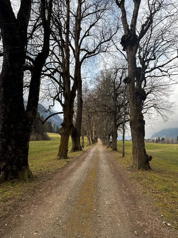Über eine Allee kommt man zum Schloss Dornbach.
