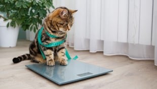 Aktuell wird das Medikament an 50 Katzen getestet. (Symbolbild)