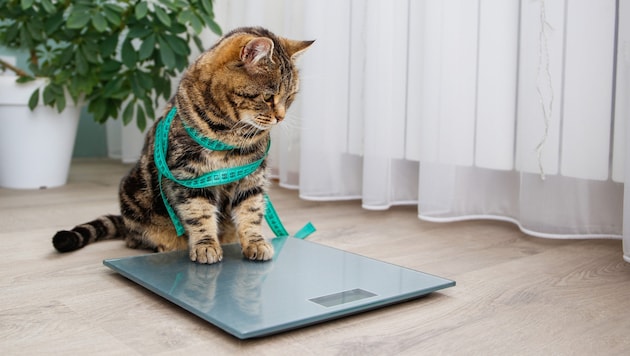 Aktuell wird das Medikament an 50 Katzen getestet. (Symbolbild)