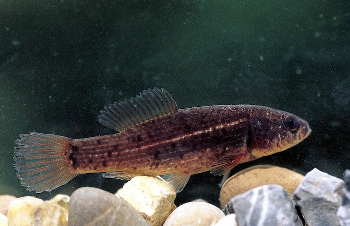 Neu angelegte Tümpel entlang des Fadenbachverlaufes zwischen Orth an der Donau und Eckartsau ...