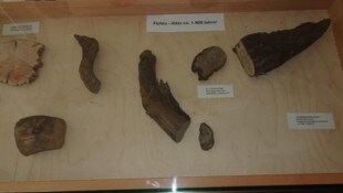 Die uralte Fichte und zum Vergleich ein Lärchenstück präsentiert Michael Annewanter in der Raika ...