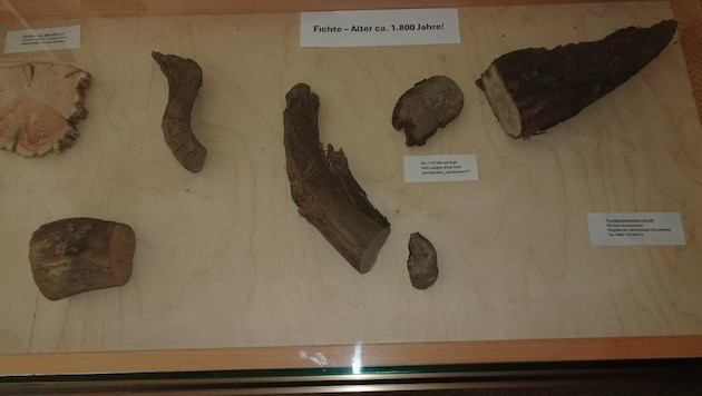 Die uralte Fichte und zum Vergleich ein Lärchenstück präsentiert Michael Annewanter in der Raika ...